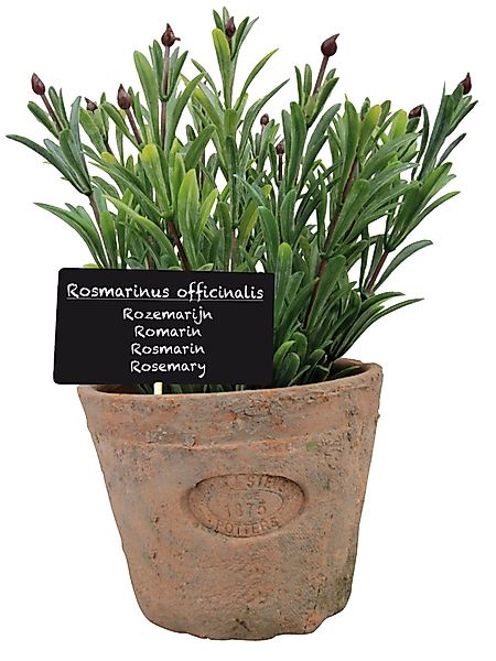 Kunstpflanze, esschert design, Rosmarin im Topf, günstig online kaufen