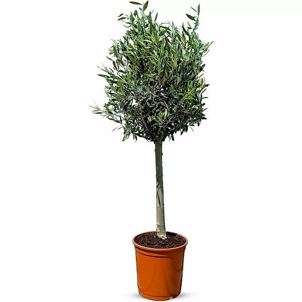 Sunny-Tree  Olivenbaum 10 Jahre Alt 100 Zentimeter Hoch Olea Europea Winter günstig online kaufen