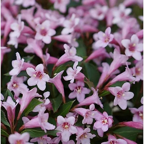 Weigelie Pink Poppet 25-30cm - Weigela florida günstig online kaufen