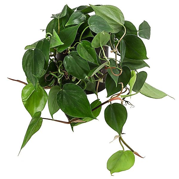 Dehner Zimmerpflanze Baumfreund, Philodendron scandens, in Hydrokultur, ink günstig online kaufen