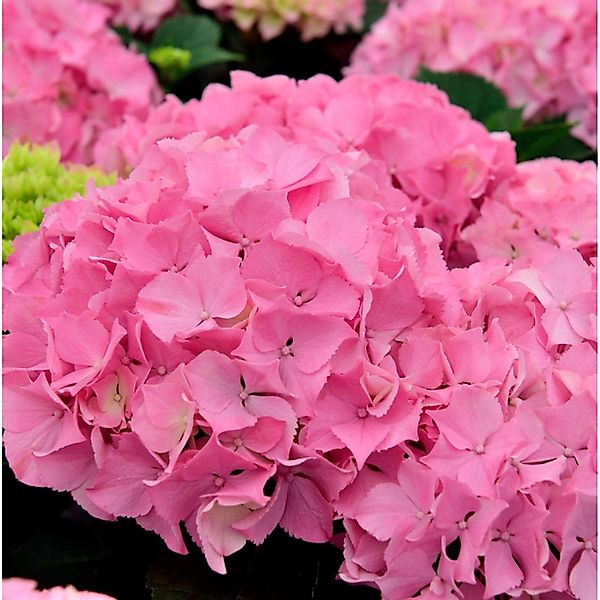 Bauernhortensie Belle Seduction 60-80cm - Hydrangea macrophylla günstig online kaufen