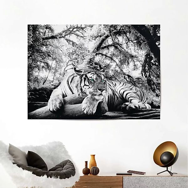 Reinders! Poster »Tiger« günstig online kaufen