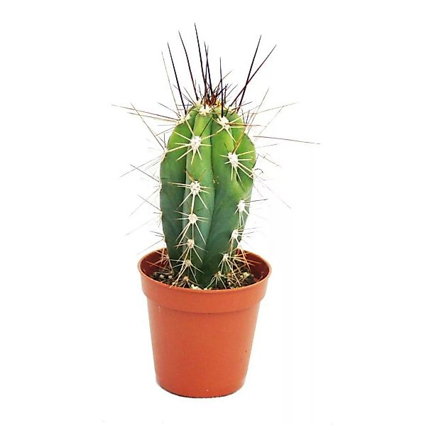 Exotenherz Stetsonia Coryne Nähnadel-Kaktus 5,5cm Topf günstig online kaufen
