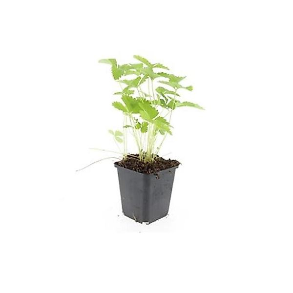 Exotenherz Bodendecker Walderdbeere Fragaria Vesca 9cm Topf Set mit 6 Pflan günstig online kaufen