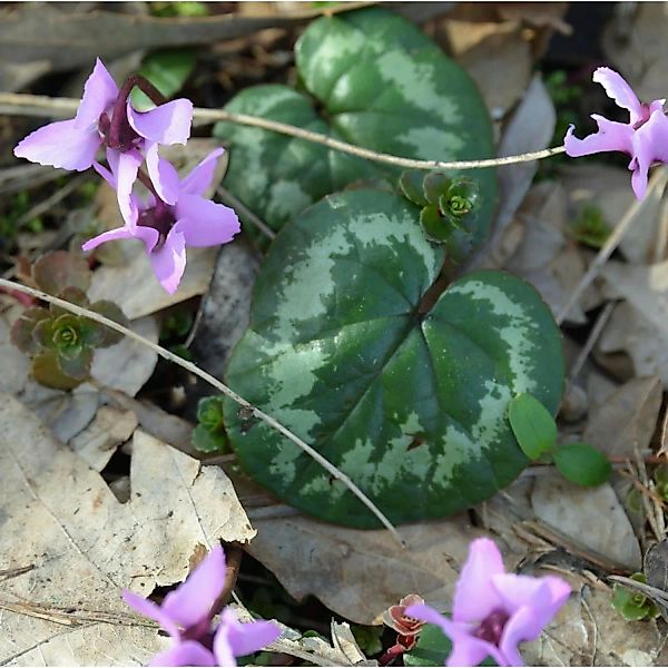 Frühlings-Alpenveilchen - Cyclamen coum günstig online kaufen