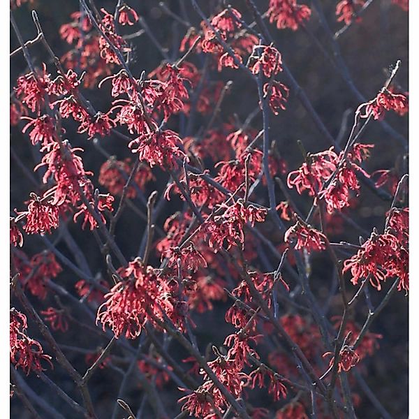 Zaubernuß Washington Park 30-40cm - Hamamelis intermedia günstig online kaufen