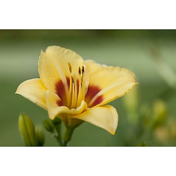 Hemerocallis X Cult. Little Cadet Taglilie Ca. 11x11 cm Topf günstig online kaufen
