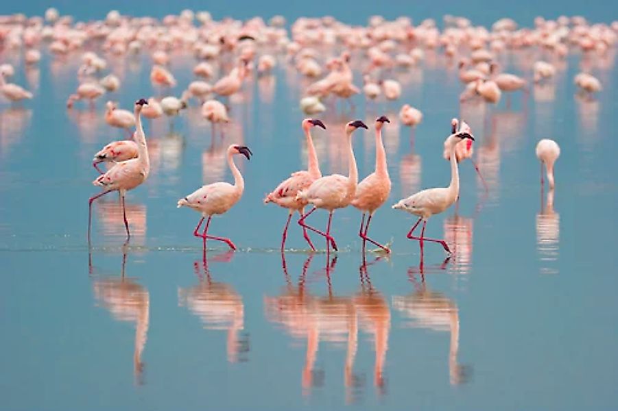 Papermoon Fototapete »Flamingos« glatt günstig online kaufen