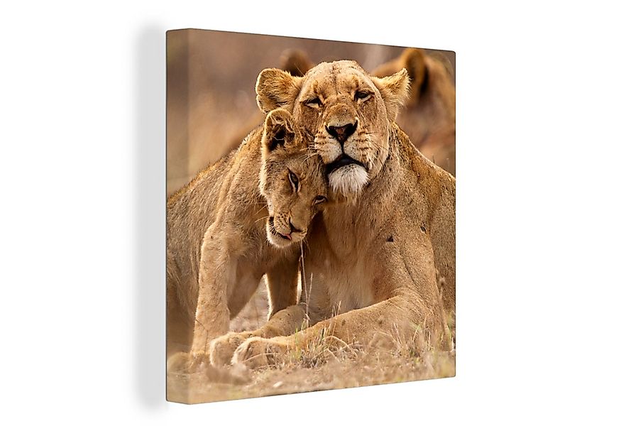 OneMillionCanvasses® Leinwandbild Löwe - Wilde Tiere - Jungtier, Fotodruck günstig online kaufen