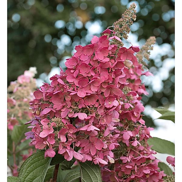 Rispenhortensie Little Rosy 40-60cm - Hydrangea paniculata günstig online kaufen