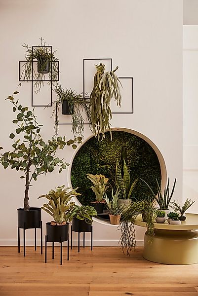 Kunstranke Hänger Asparagus plumosus Asparagus, Creativ green, Höhe 80 cm günstig online kaufen