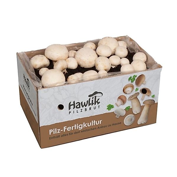 Hawlik Pilzbrut Großes Champignon Pilzzuchtset Komplettset mit Myzel für We günstig online kaufen