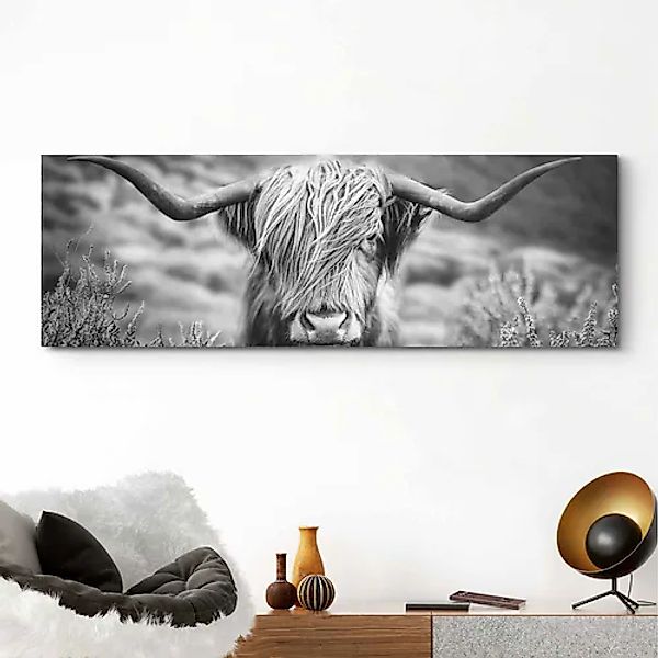 Reinders! Wandbild »Wandbild Highlander Bulle Tiermotiv - Nahaufnahme - Hoc günstig online kaufen