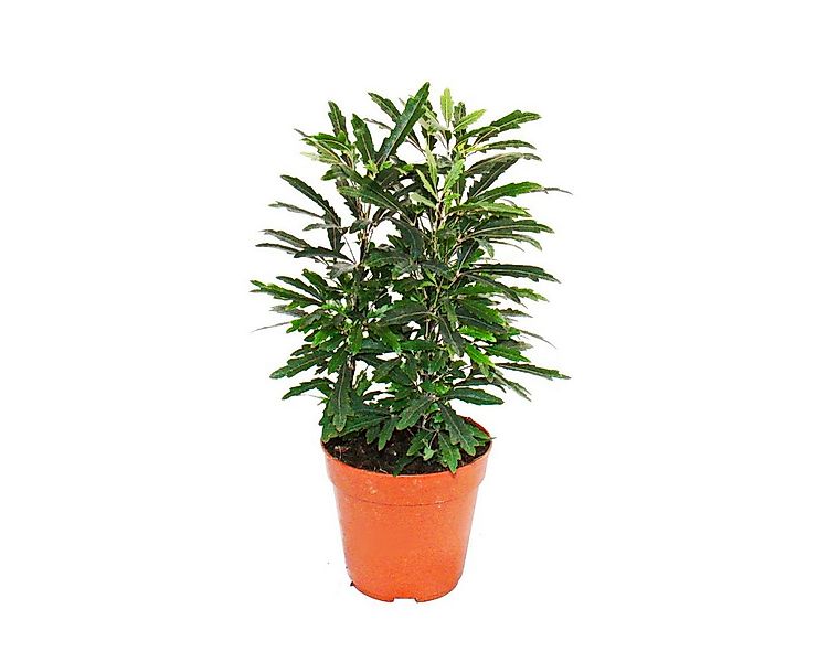 Exotenherz Zimmerpflanze Zimmerpflanzen und Grünpflanzen luftreinigend im 1 günstig online kaufen