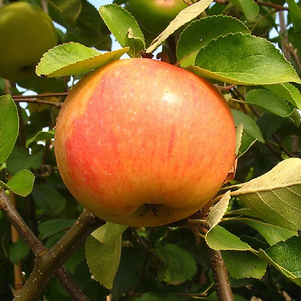 Apfel James Grieve 100 - 120 cm Malus domestica günstig online kaufen
