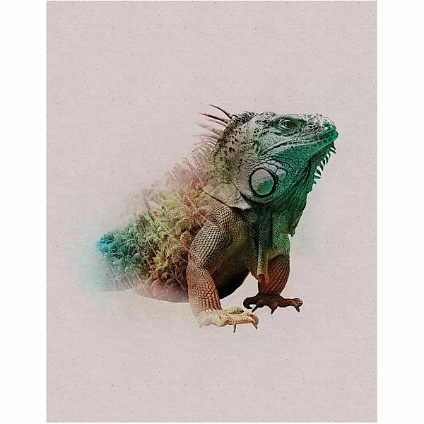 Komar Wandbild Animals Iguana 40 x 50 cm günstig online kaufen