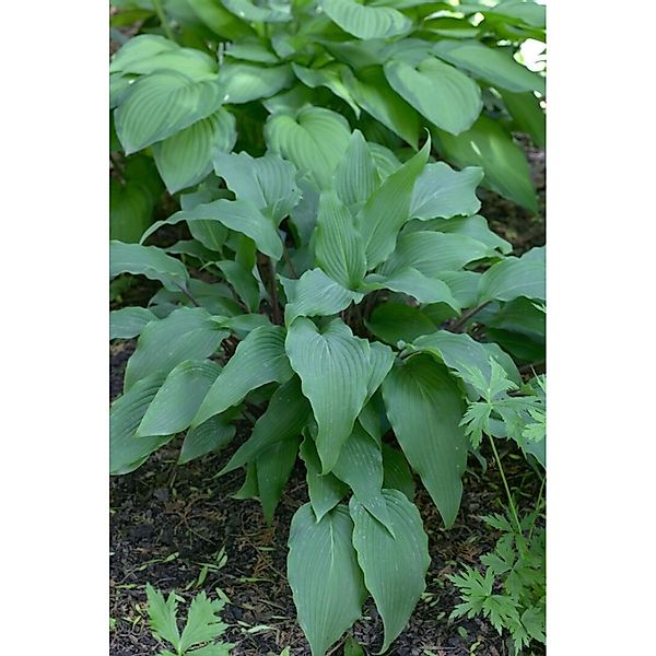 Hosta Lancifolia Red October Funkie Ca. 11x11 cm Topf günstig online kaufen
