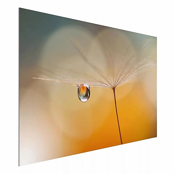 Alu-Dibond Bild - Querformat 3:2 Pusteblume in Orange günstig online kaufen