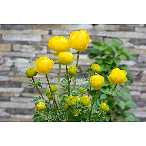 Trollius X Cult. Lemon Queen Ca. 11x11 cm Topf günstig online kaufen