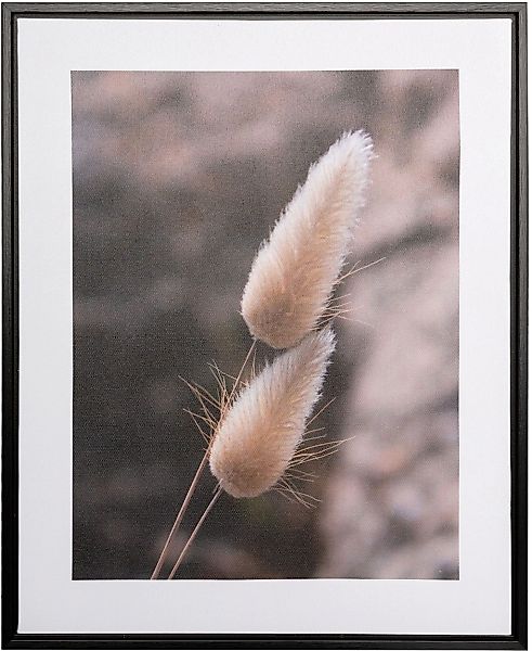 Creativ home Bild mit Rahmen "Leinwandbild Grasblüte", (1 St.), mit Rahmen günstig online kaufen