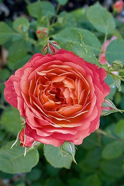 Pflanzen für Dich Rose Rosa Queen of Hearts günstig online kaufen