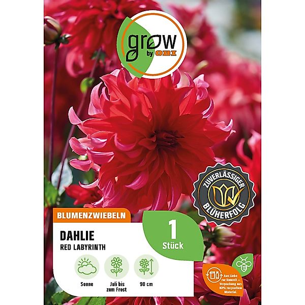 GROW by OBI Dahlie Red Labyrinth Höhe ca. 90 cm günstig online kaufen