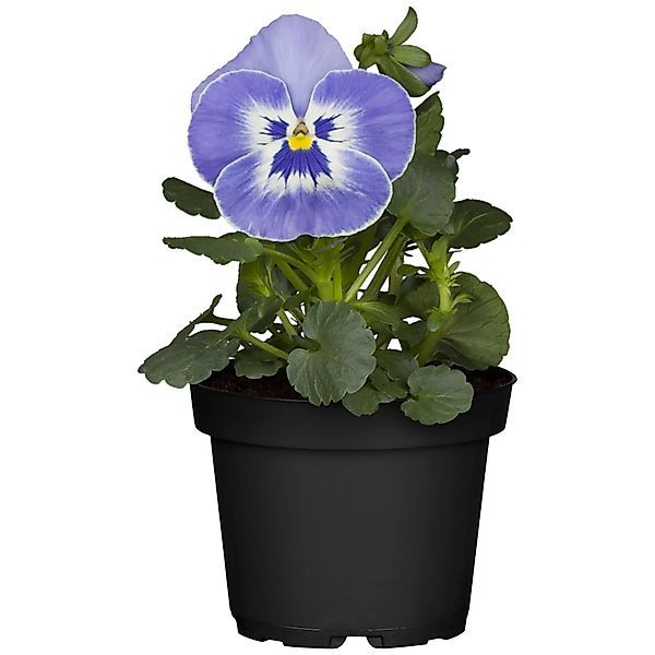 Stiefmütterchen Blau Topf-Ø ca. 9 cm Viola wittrockiana günstig online kaufen