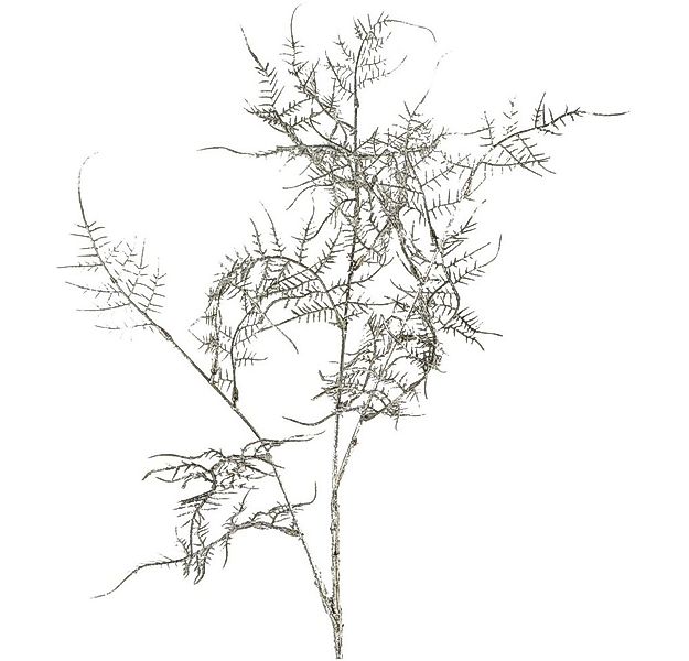 Kunstblume Farnzweig Kunstzweig Dekopflanze Kunststoff silber 1 Stk 63 cm F günstig online kaufen