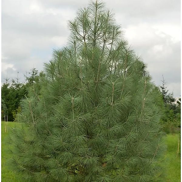 Weißkiefer 50-60cm - Pinus sabiniana günstig online kaufen