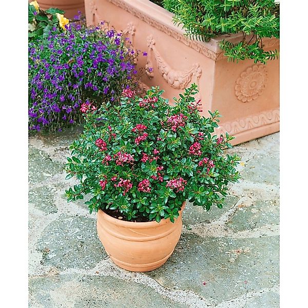 Escallonia Red Dream Immergrün Rote Blüten Ca. 2-3 Liter Container günstig online kaufen