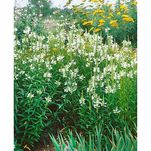 Physostegia Virginiana Alba Virginische Gelenkblume Ca. 9x9 cm Topf günstig online kaufen
