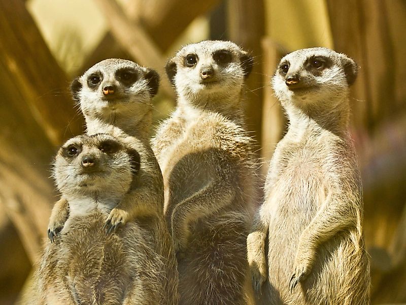 Papermoon Fototapete "Erdmännchen Familie" günstig online kaufen