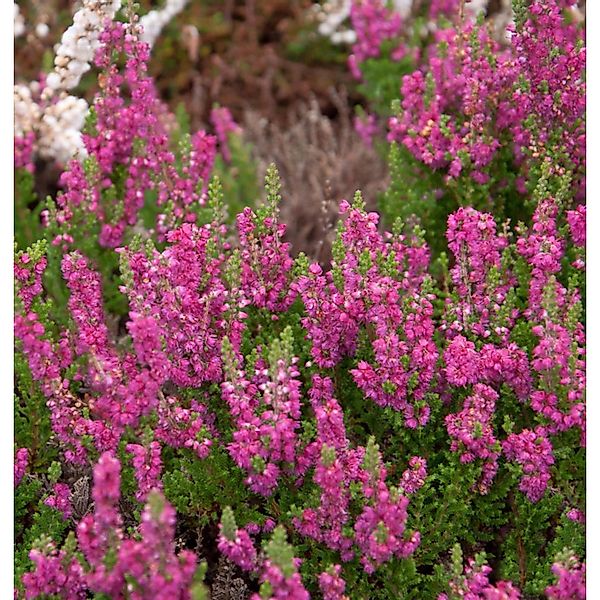 10x Besenheide Magic Red - Calluna vulgaris günstig online kaufen