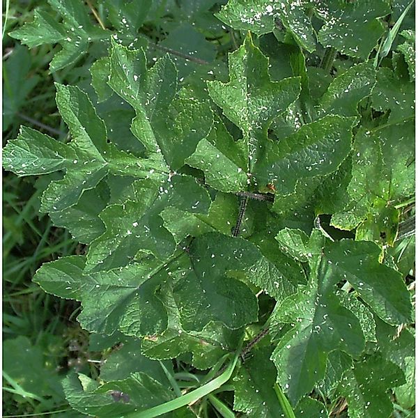 Wiesen-Bärenklau Pink Cloud - Heracleum sphondylium günstig online kaufen