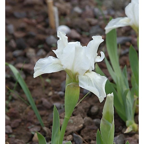 weiße Asiatische Sumpf Schwertlilie - Iris laevigata günstig online kaufen