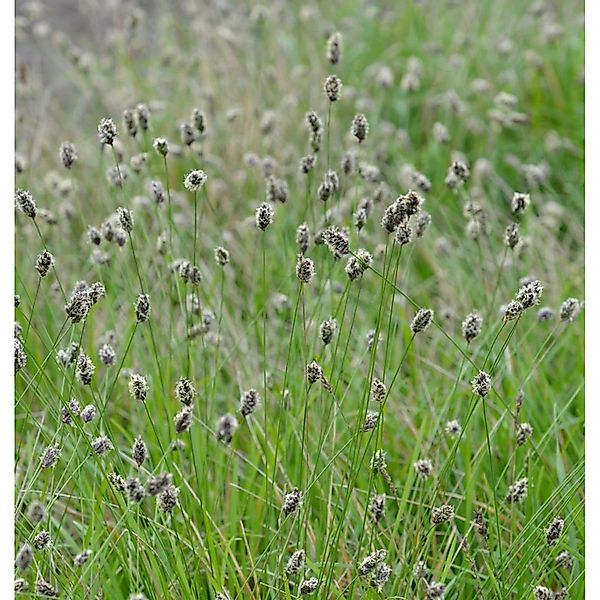 Grünes Kopfgras - Sesleria heufleriana günstig online kaufen