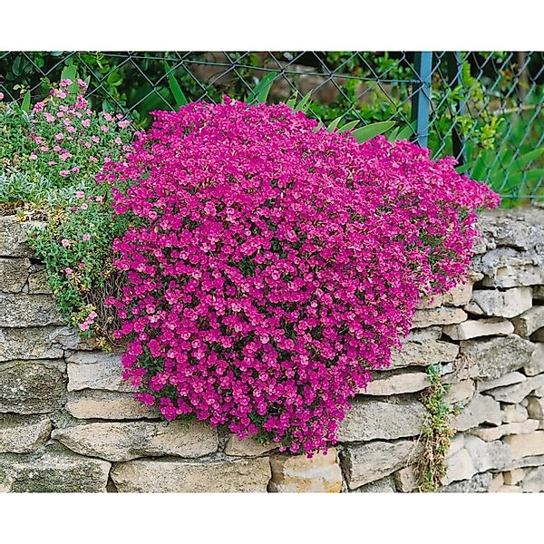 Aubrieta X Cult. Cascade Red Blaukissen Leuchtend Rot Ca. 9x9 cm Topf günstig online kaufen