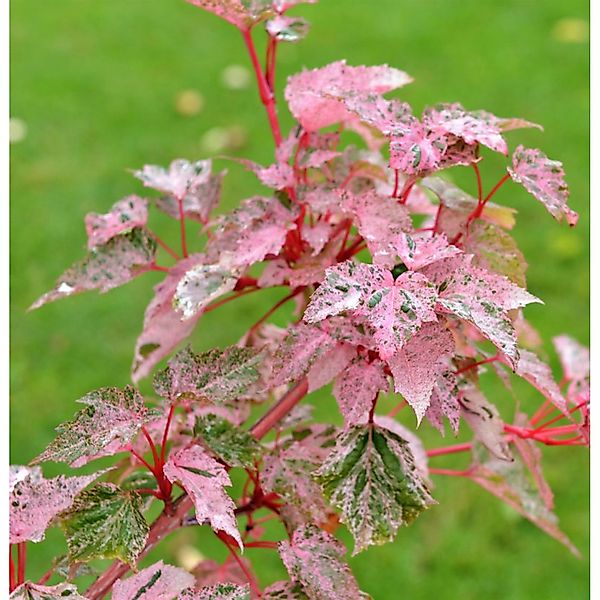 Streifenahorn Red Flamingo 100-125cm - Acer conspicuum günstig online kaufen