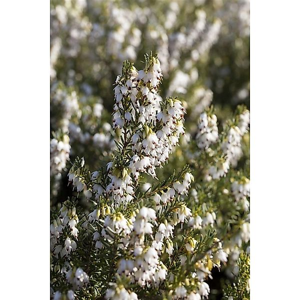Erica X Darleyensis White Spring Surprise Weiß 15–20 cm günstig online kaufen