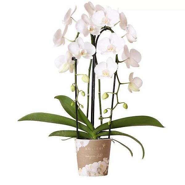 Kolibri Orchideen Weiße Phalaenopsis Orchidee Niagara Fall Topfgröße 12cm günstig online kaufen