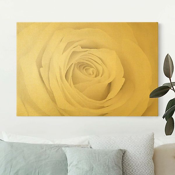 Leinwandbild Gold Pretty White Rose günstig online kaufen