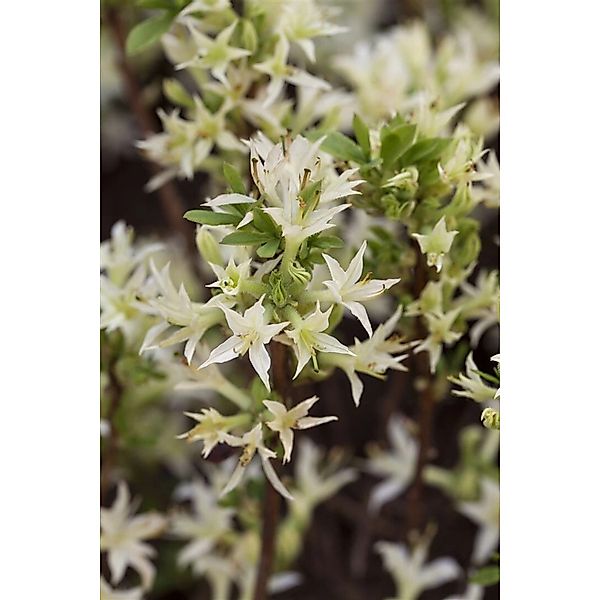 Rhododendron Atlanticum Azalee Weiß-Rosa 30–40 cm günstig online kaufen