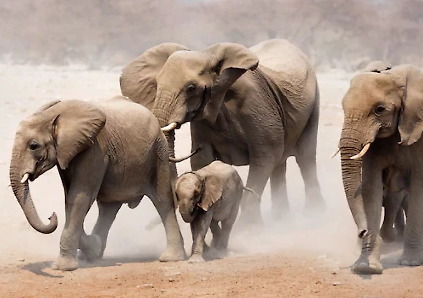 Papermoon Fototapete »Elephan Herd« günstig online kaufen