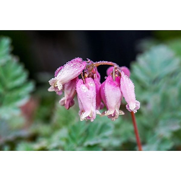 Dicentra Formosa Luxuriant Tränendes Herz Ca. 9x9 cm Topf günstig online kaufen