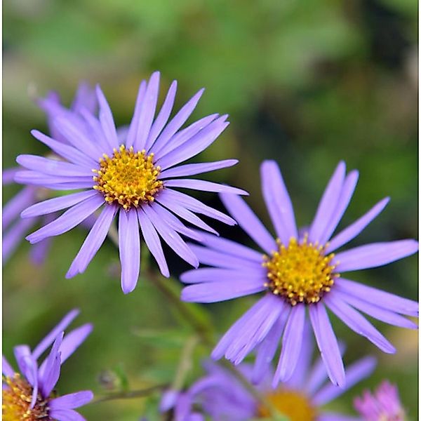 Sommeraster Glücksfund - Aster alpinus günstig online kaufen