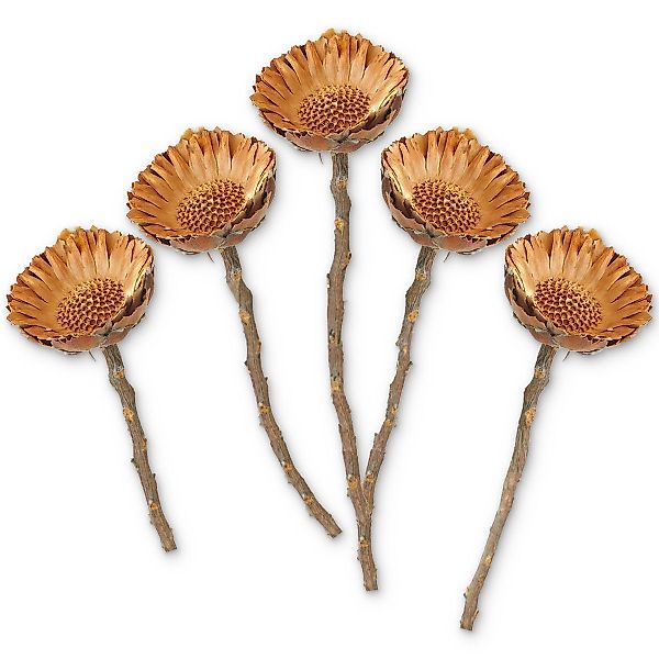 Kunstblume Protea Trockenblumen orange natur 5er günstig online kaufen