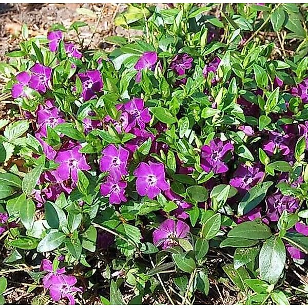 10x Kleinblättriges Immergrün Rubra - Vinca minor günstig online kaufen