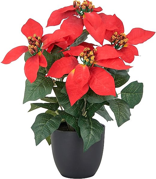 Creativ green Kunstblume "Weihnachtsstern" mit üppiger Blütenpracht günstig online kaufen