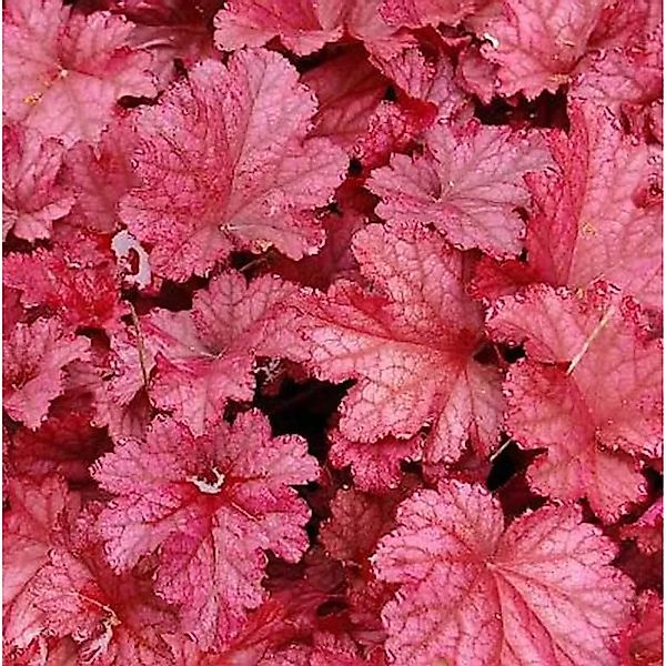 Purpurglöckchen Berry Smoothie  - großer Topf - Heuchera micrantha günstig online kaufen