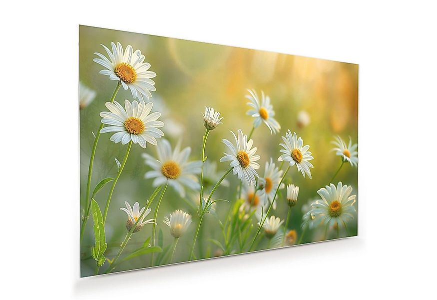 Primedeco Glasbild Wandbild Blühende Gänseblümchen mit Aufhängung, Blumen & günstig online kaufen